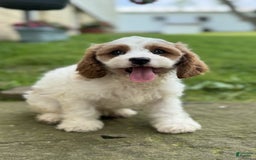 Cavapoo dogs for sale: Freddie - Image 7