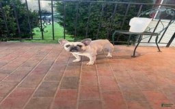 French Bulldog dogs for sale: Male Puppy 1 - Image 2