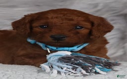 Mini Goldendoodle dogs for sale: Clint - Image 1