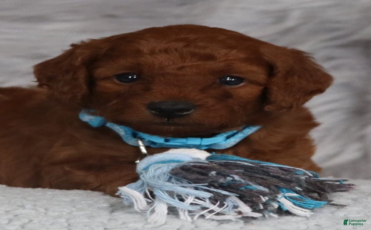 Mini Goldendoodle dogs for sale - Ad 5