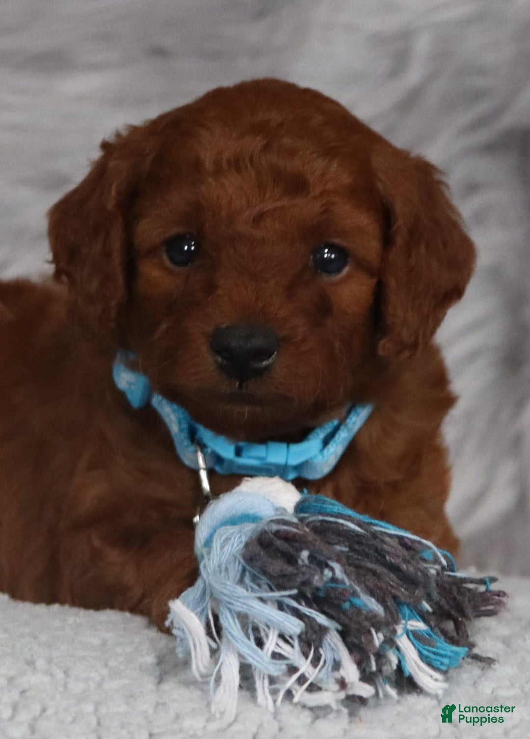 Mini Goldendoodle dogs for sale: Clint - Image 1