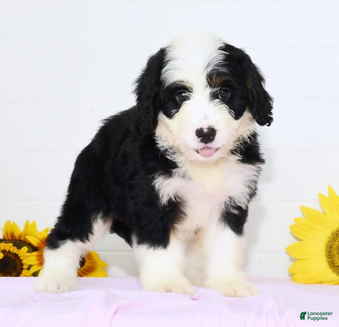 Mini Bernedoodle dogs for sale: Elsa - Image 4