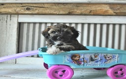 Maltipoo dogs for sale: Ivy - Image 4