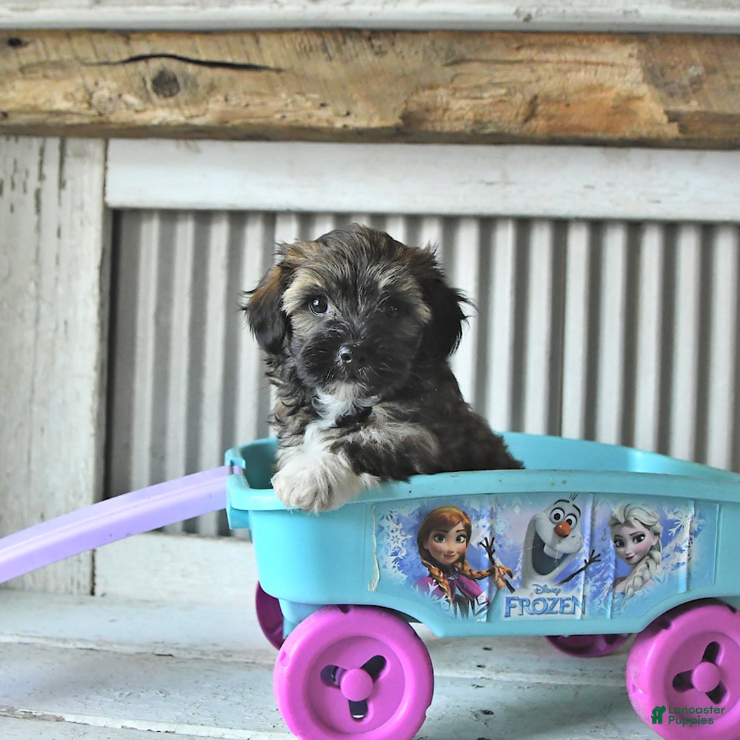 Maltipoo dogs for sale: Ivy - Image 4