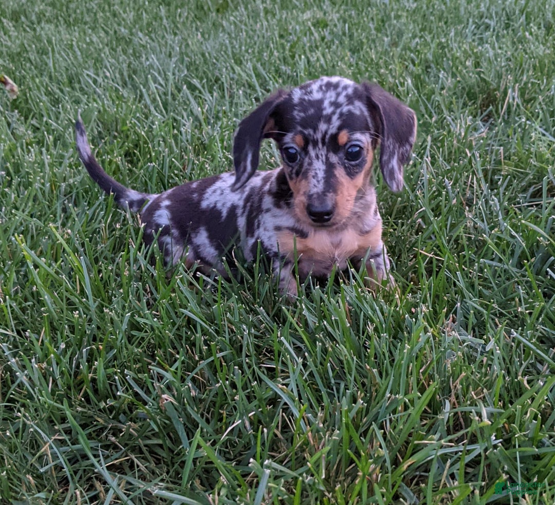 Miniature Dachshund dogs for sale: Buddy - Image 3