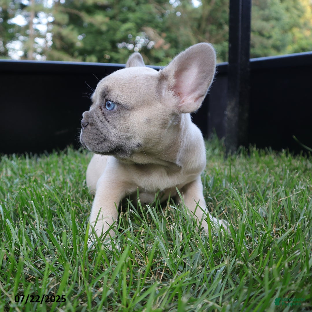French Bulldog dogs for sale: Billy - Image 3