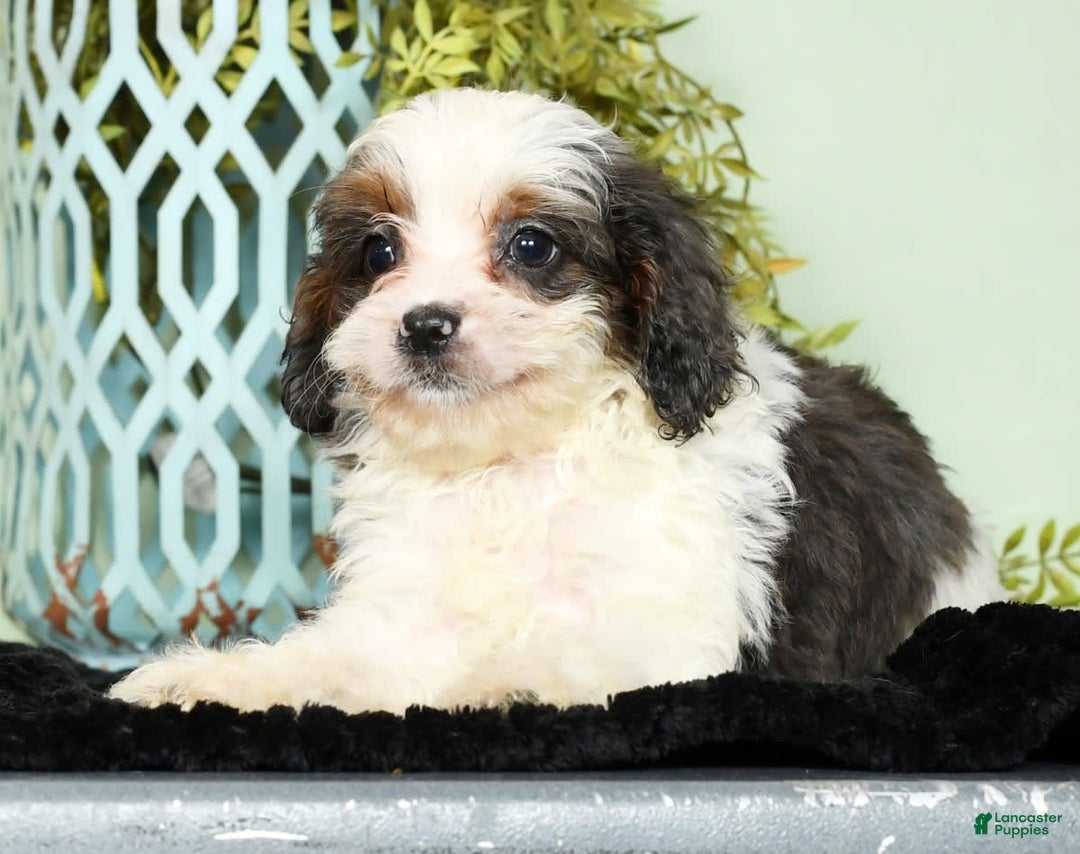 Cavapoo dogs for sale: Lincoln - Image 6