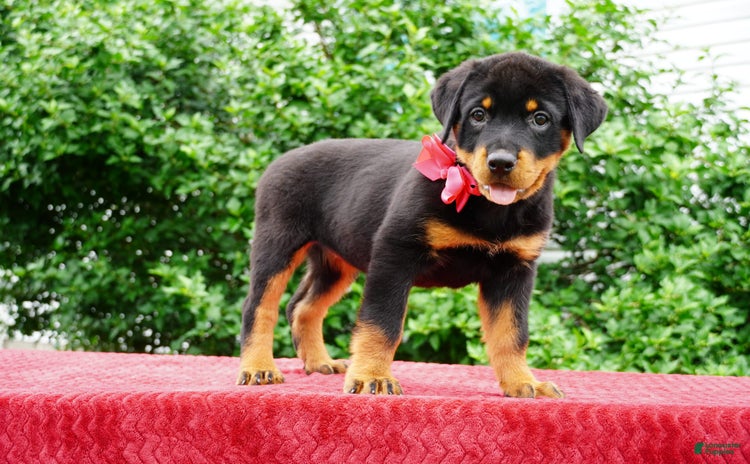 Rottweiler dogs - Advert 21