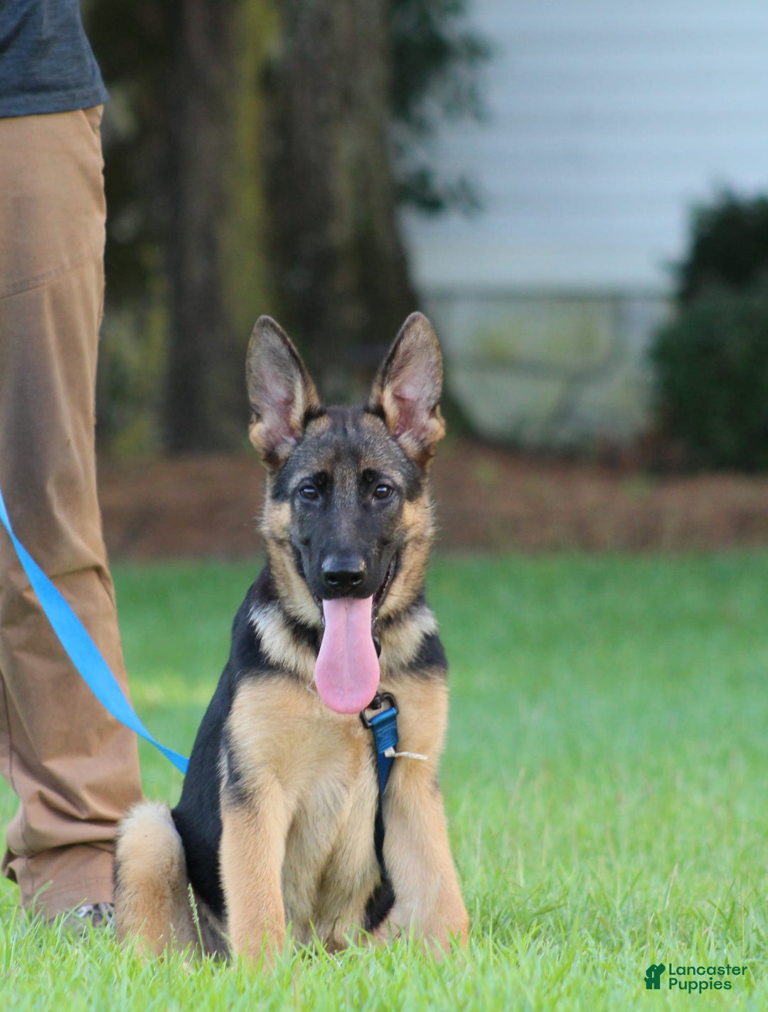 German Shepherd dogs for sale: Hazel - Image 7