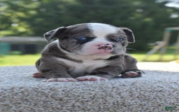 Olde English Bulldogge dogs for sale: Enzo blue eyes mini bulldogge - Image 11