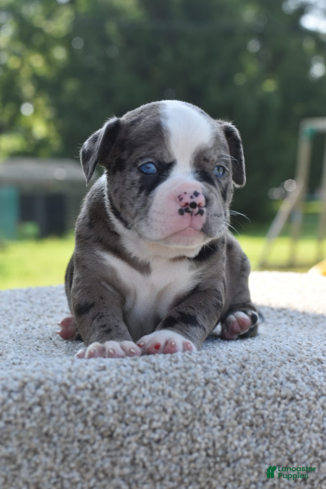 Olde English Bulldogge dogs for sale: Enzo blue eyes mini bulldogge - Image 11