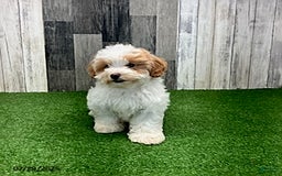 Maltipoo dogs for sale: Jamie - Image 4