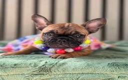French Bulldog dogs for sale: French Bulldog 2 puppies - Image 3