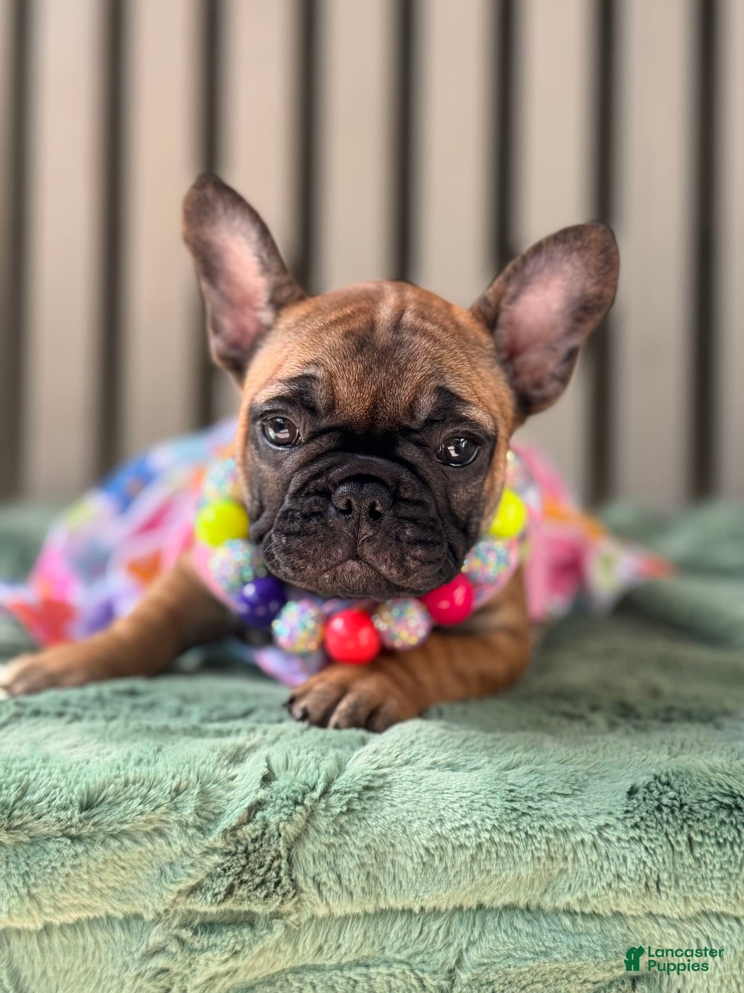 French Bulldog dogs for sale: French Bulldog 2 puppies - Image 3