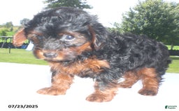 Yorkiepoo dogs for sale: Mia - Image 4