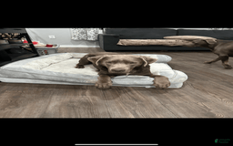 Labrador Retriever dogs for sale: Otter - Image 5