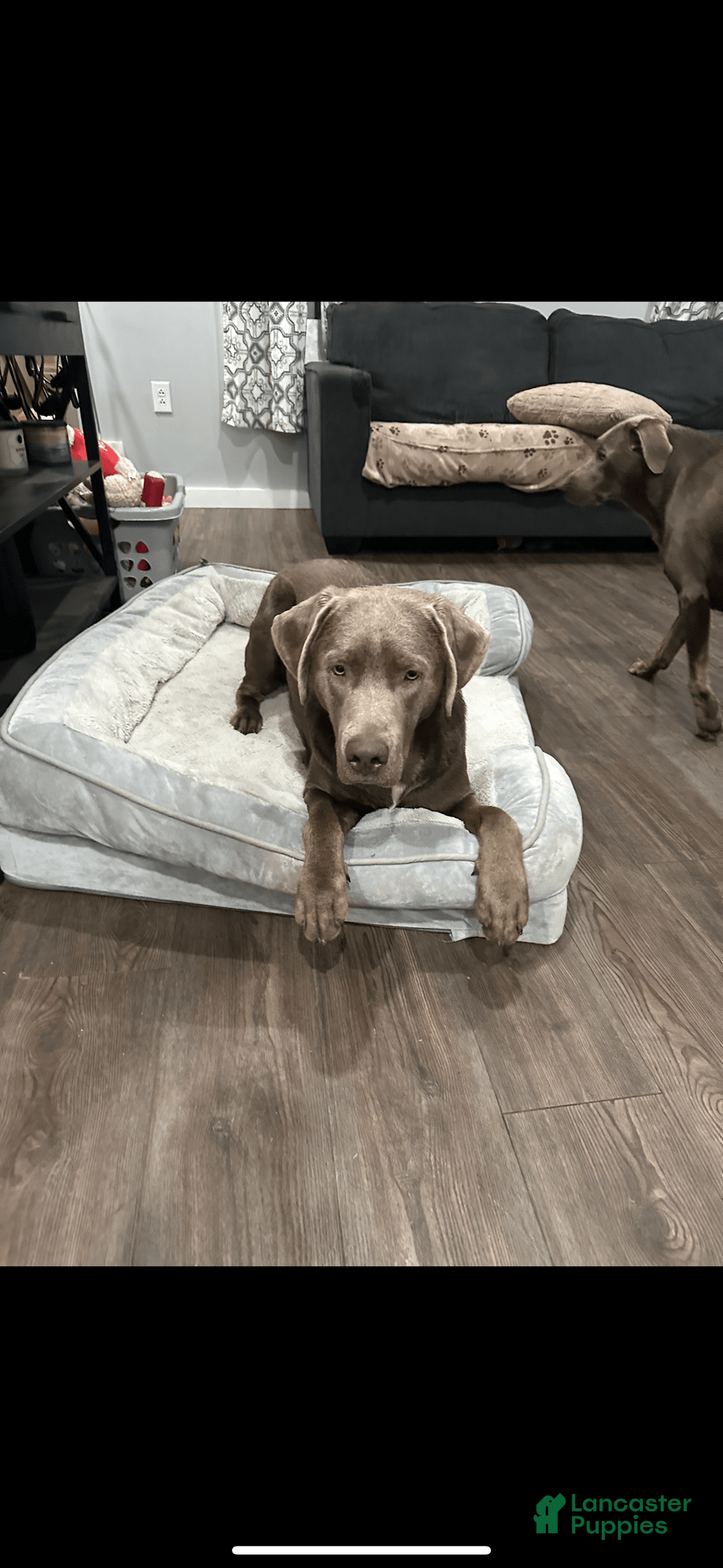 Labrador Retriever dogs for sale: Otter - Image 5