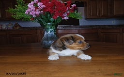 Chihuahua dogs for sale: Captain - Image 4