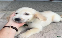 Golden Retriever dogs for sale: Henry - Image 7