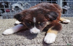Border Collie dogs for sale: Aaron - Image 2