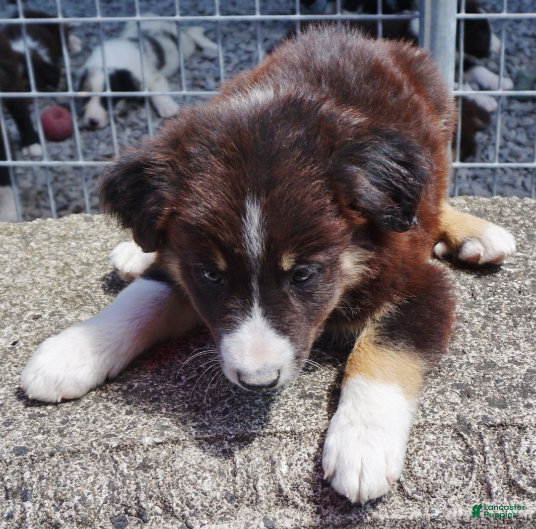 Border Collie dogs for sale: Aaron - Image 2