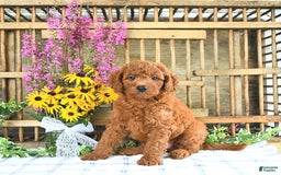 Mini Goldendoodle dogs for sale: Kaiser - Image 5