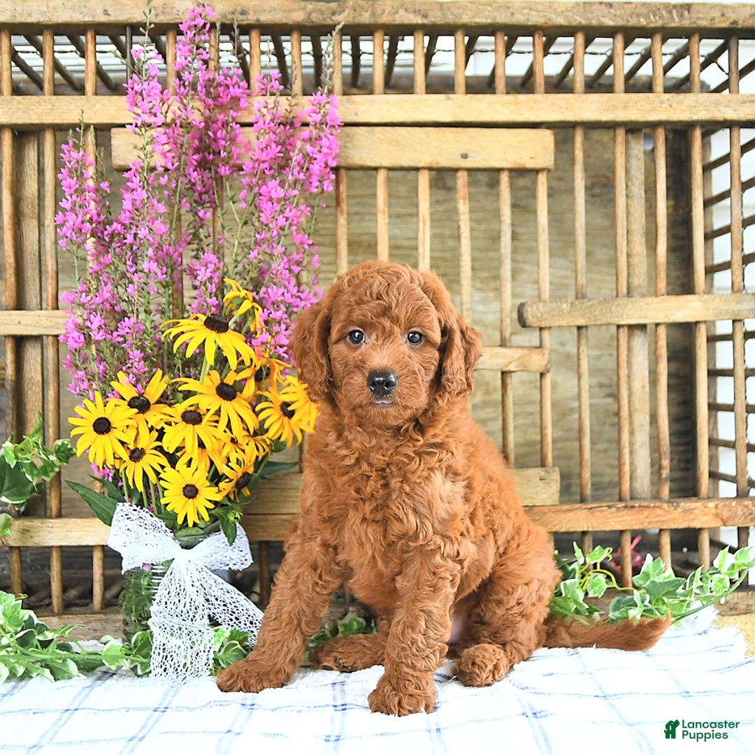 Mini Goldendoodle dogs for sale: Kaiser - Image 5