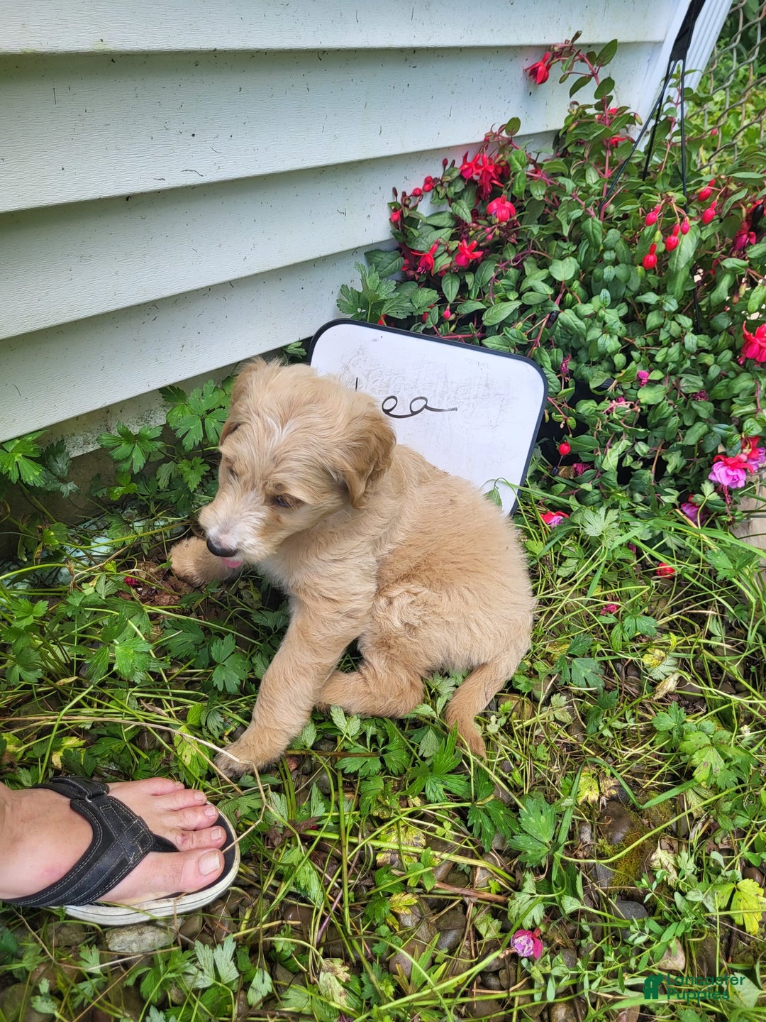 Goldendoodle dogs for sale: Lea - Image 2