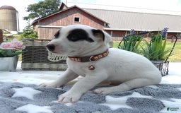 Jack Russell Terrier dogs for sale: Buster - Image 3