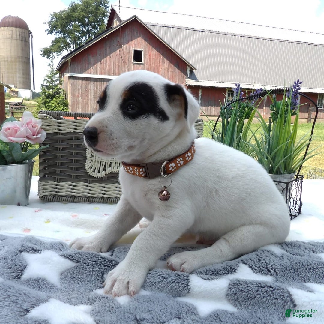 Jack Russell Terrier dogs for sale: Buster - Image 3