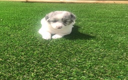 English Shepherd dogs for sale: Tracey - Image 1