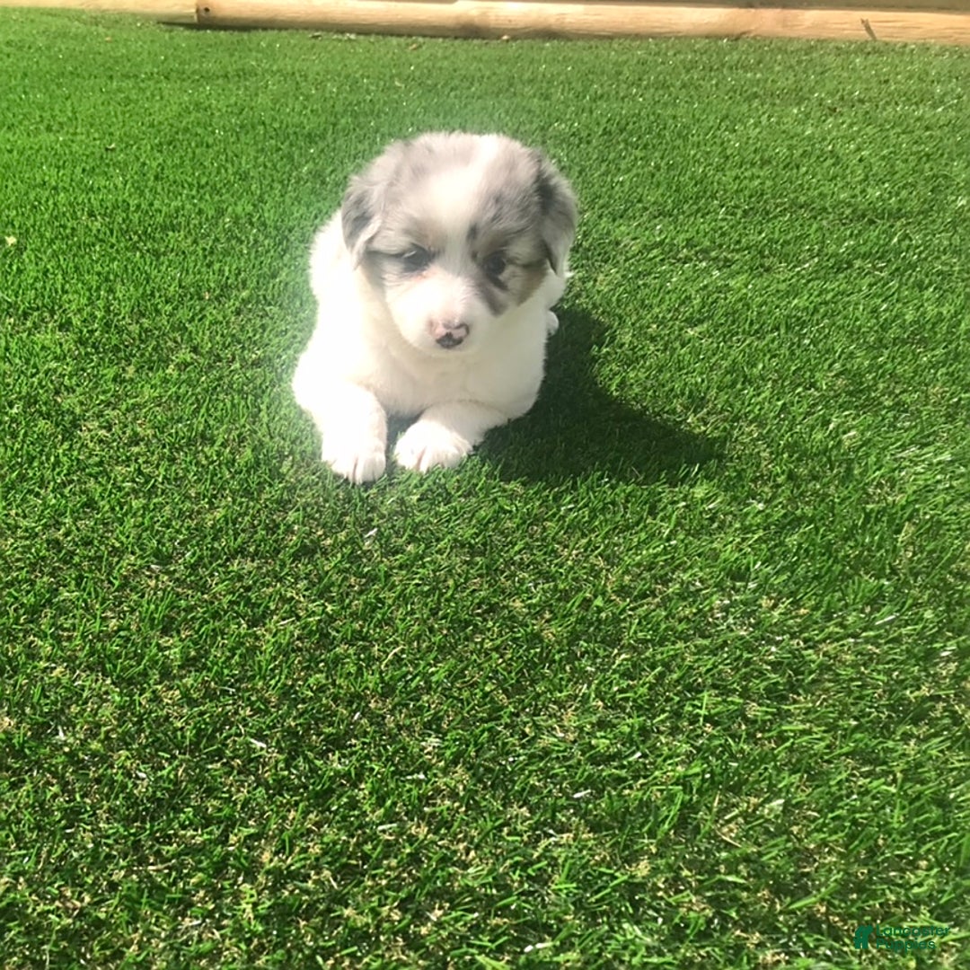 English Shepherd dogs for sale: Tracey - Image 1