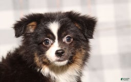 Australian Shepherd dogs for sale: Kiwi - Image 1