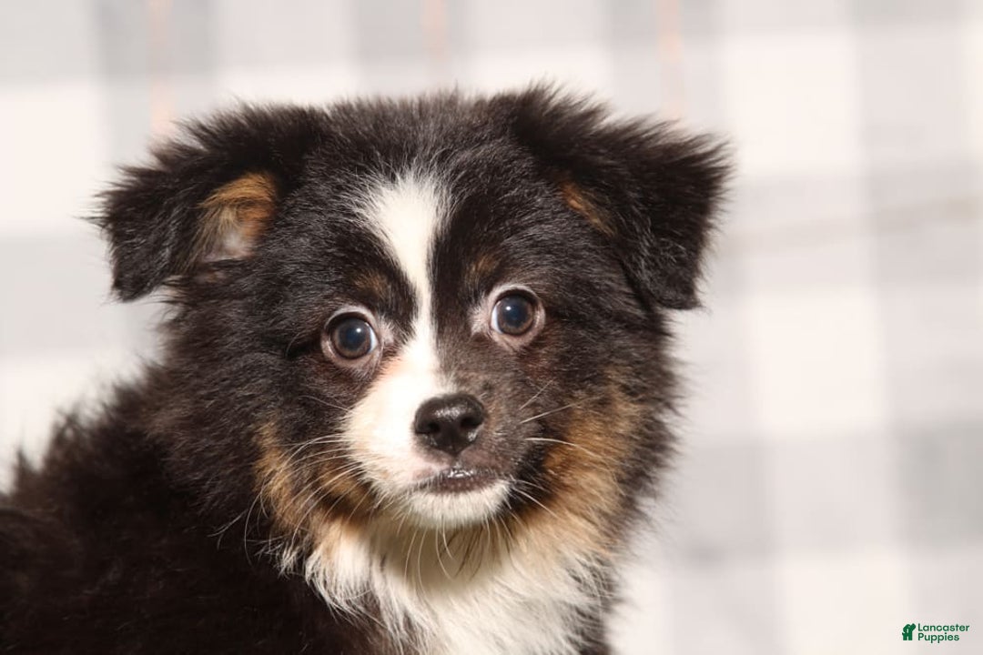 Australian Shepherd dogs for sale: Kiwi - Image 1