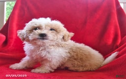 Bichpoo dogs for sale: Sammy - Image 2