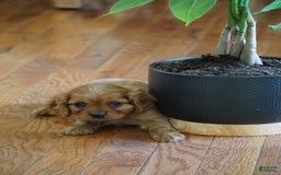 Cavalier King Charles Spaniel dogs for sale: Dallas - Image 5