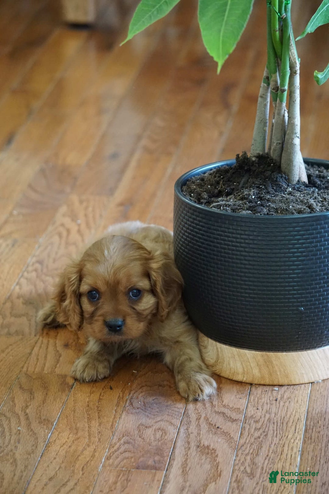 Cavalier King Charles Spaniel dogs for sale: Dallas - Image 5