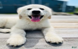 Maremma Sheepdog dogs for sale: Daisy - Image 8