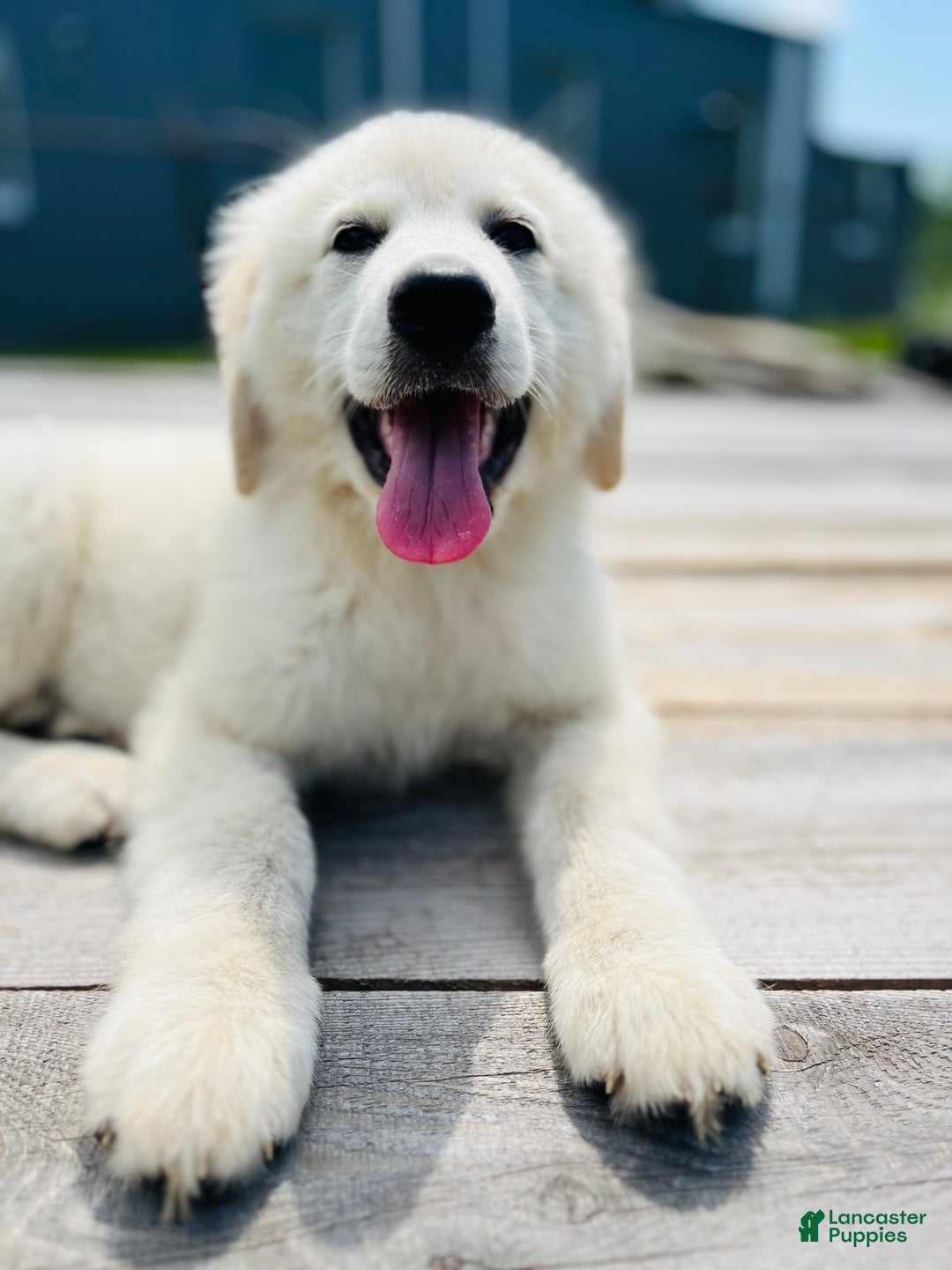 Maremma Sheepdog dogs for sale: Daisy - Image 8