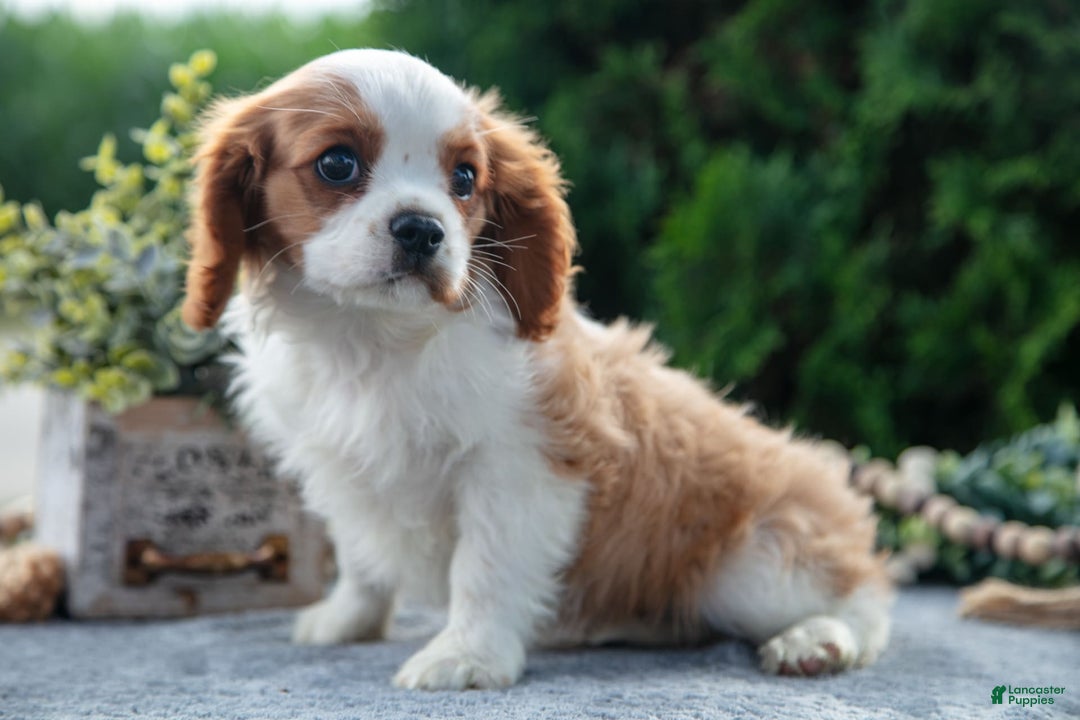 Cavalier King Charles Spaniel dogs for sale: Peter - Image 7