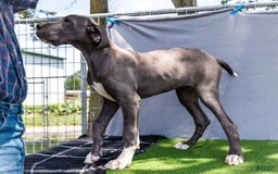 Great Dane dogs for sale: Molly - Image 6