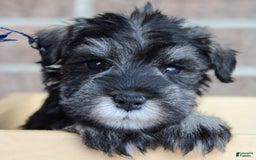 Miniature Schnauzer dogs for sale: Koda - Image 2