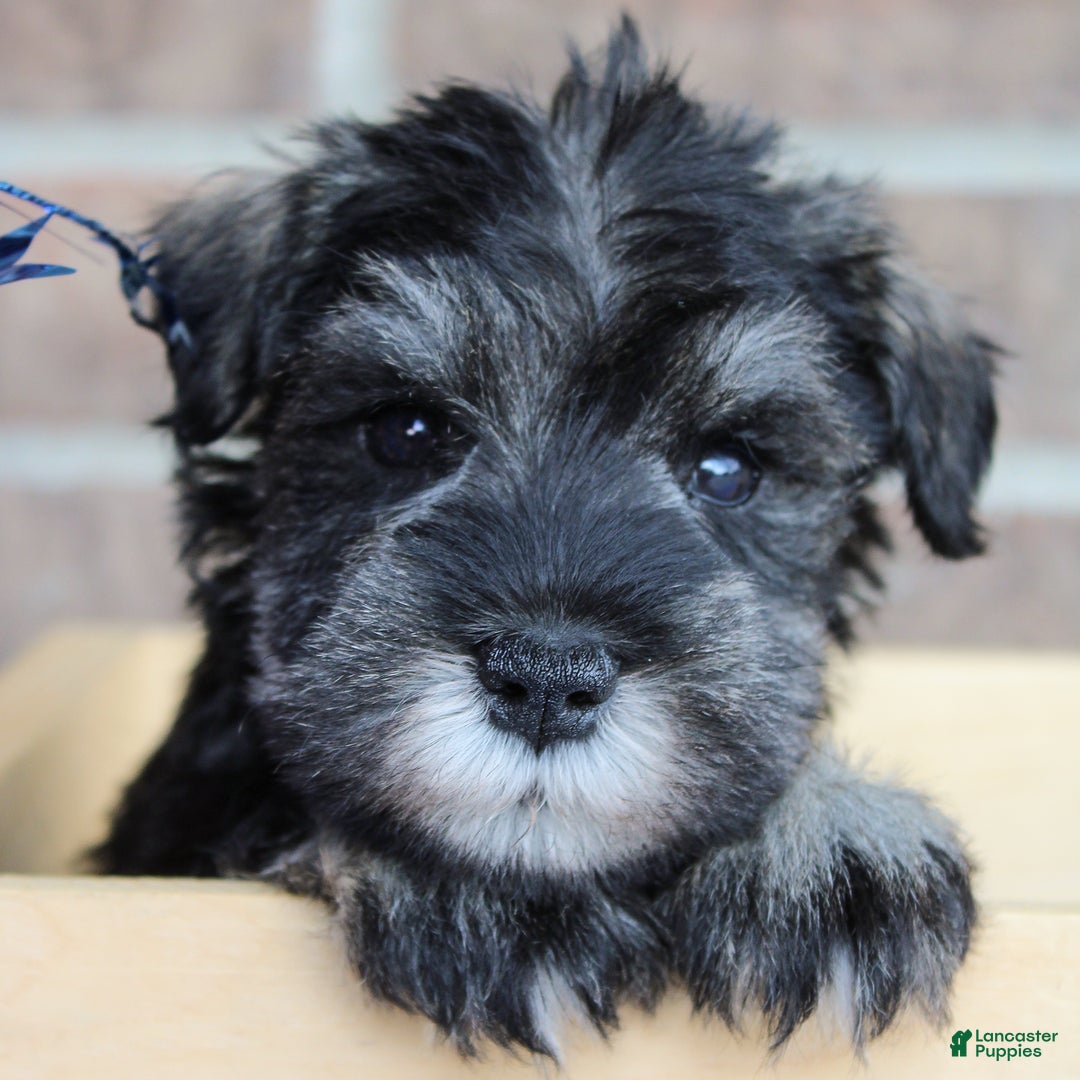 Miniature Schnauzer dogs for sale: Koda - Image 2