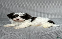 Havapoo dogs for sale: Ace - Image 2