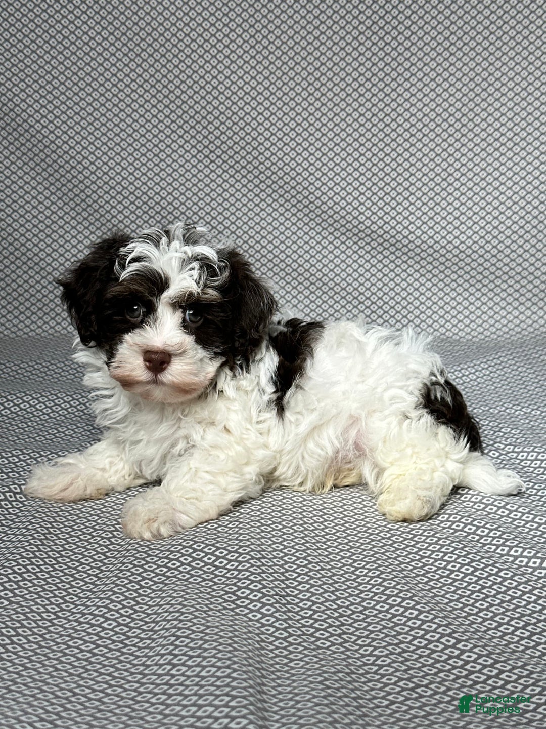 Havapoo dogs for sale: Ace - Image 2