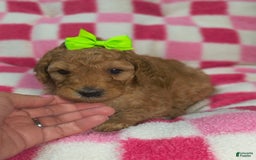 Mini Goldendoodle dogs for sale: Mila - Image 1
