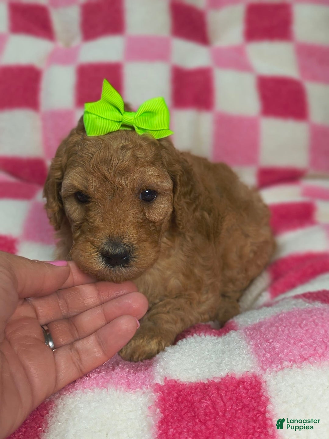 Mini Goldendoodle dogs for sale: Mila - Image 1