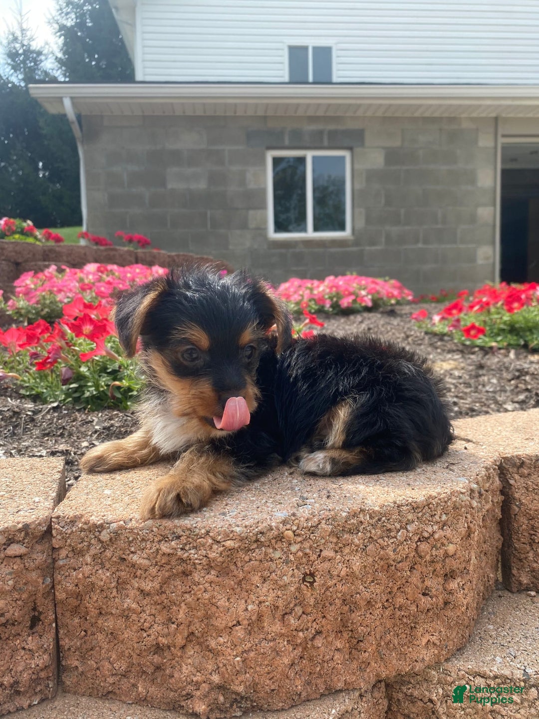 Yorkshire Terrier dogs for sale: Lux - Image 8