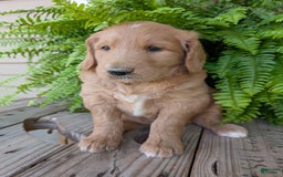 Goldendoodle dogs for sale: Bella - Image 2