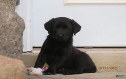 Labrador Retriever dogs for sale: Hunter - Image 3
